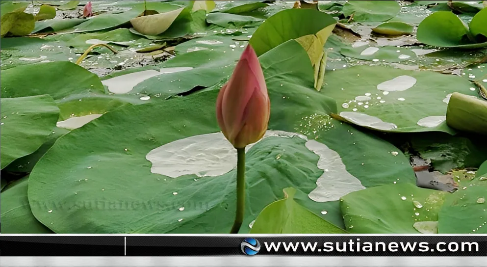 প্রতীক তালিকায় ‘শাপলা কলি’ যুক্ত করল নির্বাচন কমিশন